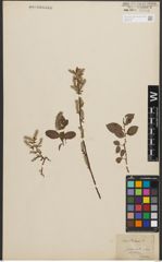 Foto von Salix starkeana Willd.